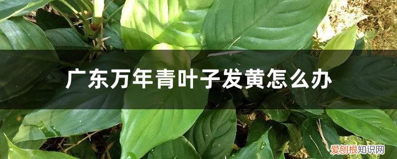 广东万年青叶子黄了是怎么回事 广东万年青叶子发黄怎么办