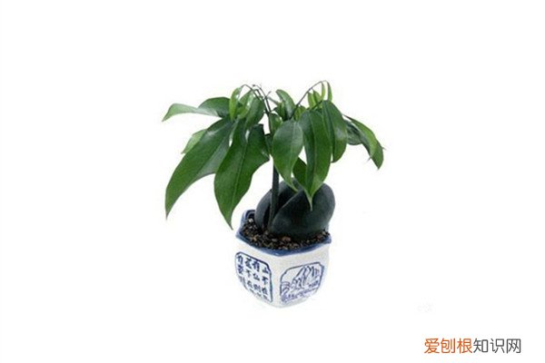 元宝树叶子发黄怎么办? 绿元宝叶子发黄怎么办