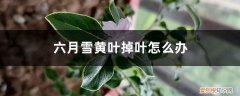 六月雪黄叶子怎么回事 六月雪黄叶掉叶怎么办