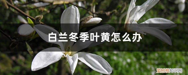 春天白兰花盆栽叶子发黄怎么办 白兰冬季叶黄怎么办