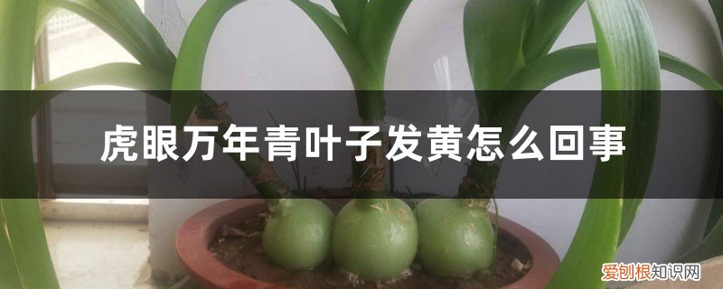 虎眼万年青冬天会黄叶吗 虎眼万年青叶子发黄怎么回事