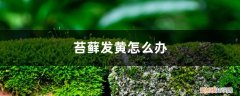 苔藓发白发黄怎么挽救 苔藓发黄怎么办