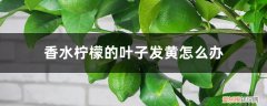 香水柠檬黄叶是怎么回事? 香水柠檬的叶子发黄怎么办