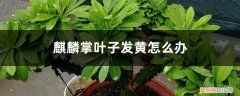 麒麟叶子发黄怎么处理 麒麟掌叶子发黄怎么办