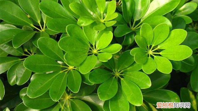 家里的花卉叶子发黄怎么办 家庭花卉经常黄叶应该咋办