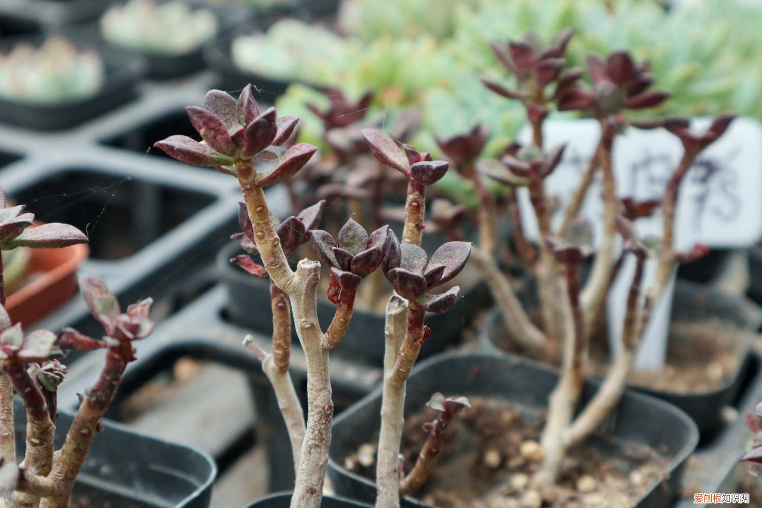 多肉植物为什么叶子发黄 多肉植物酥皮鸭叶子发黄怎么办