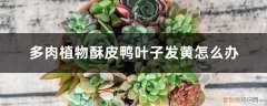 多肉植物为什么叶子发黄 多肉植物酥皮鸭叶子发黄怎么办