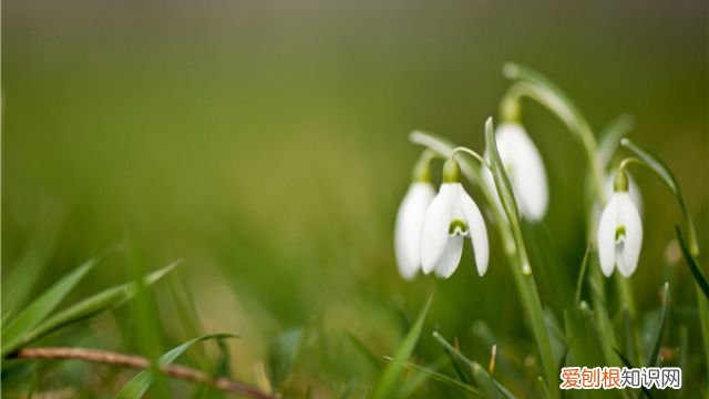 室内花黄了怎么办? 怎样预防花卉入房后黄叶现象