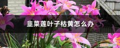 韭菜叶子黄了怎么办 韭菜莲叶子枯黄怎么办