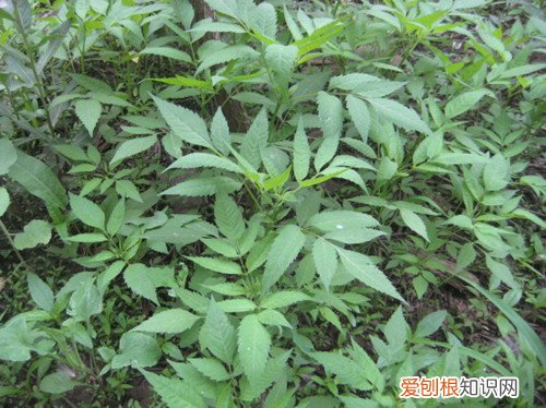 羽叶鬼针草是什么 对农作物有什么影响