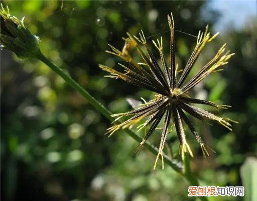 羽叶鬼针草是什么 对农作物有什么影响