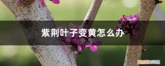 紫荆叶子干枯了怎么办 紫荆叶子变黄怎么办