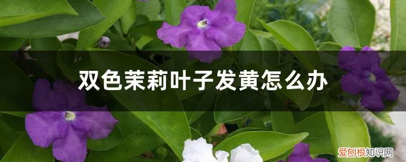 双色茉莉叶子发黄是怎么回事 双色茉莉叶子发黄怎么办