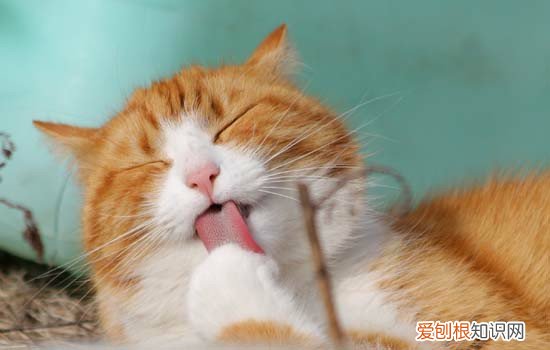 猫喝水为什么要扒拉水盆里的水 猫为什么在喝水前要扒拉几下