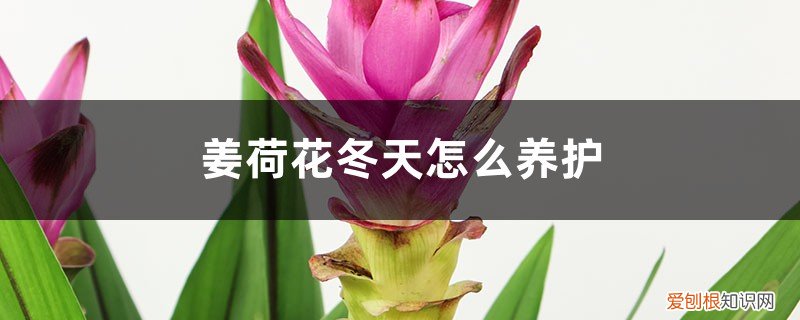 盆栽姜荷花如何过冬 姜荷花冬天怎么养护