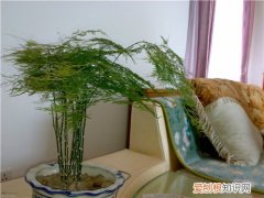 文竹的养殖方法是怎样的 文竹有什么功效