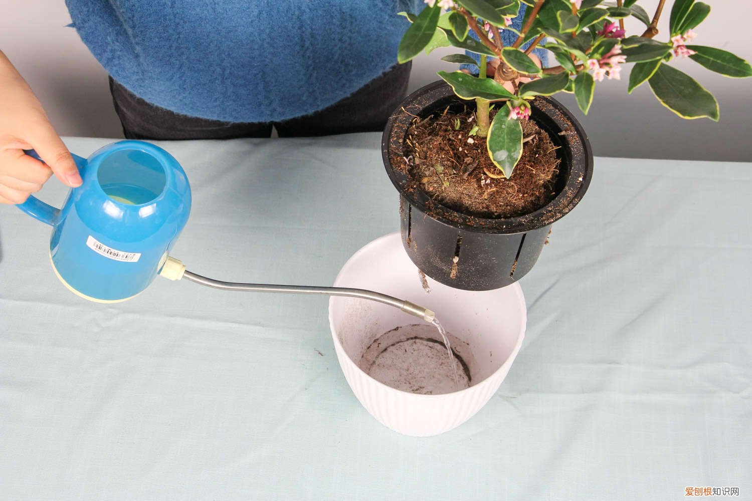 金边瑞香叶子发黄怎么办? 金边瑞香叶子发黄怎么办