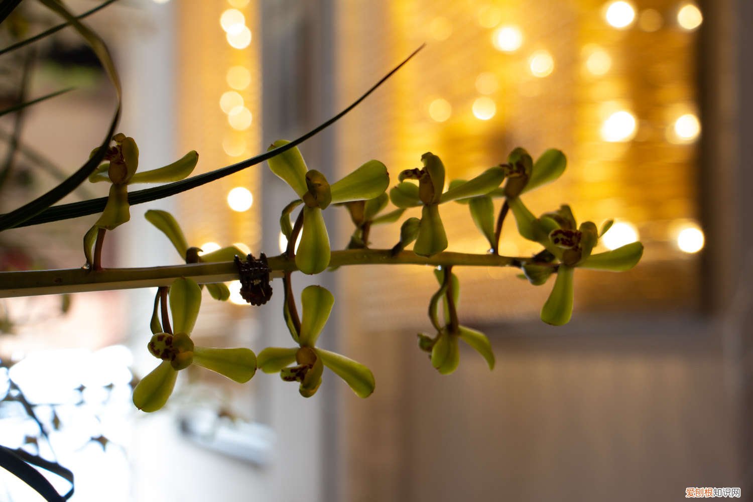 兰花的叶子黄了该怎么办 兰花叶子发黄怎么办