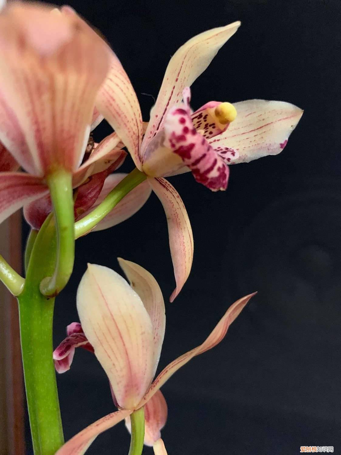 兰花的叶子黄了该怎么办 兰花叶子发黄怎么办