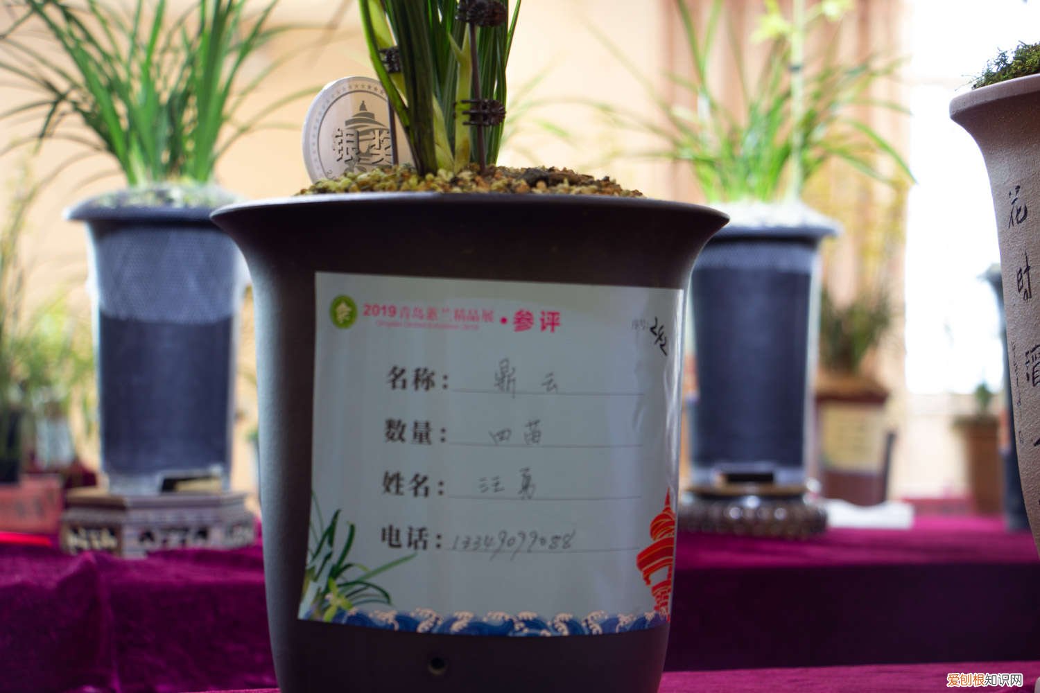 兰花的叶子黄了该怎么办 兰花叶子发黄怎么办