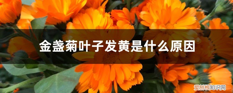 金盏菊黄叶怎么办 金盏菊叶子发黄是什么原因