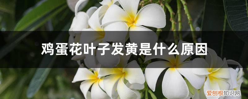 鸡蛋花叶子发黄是什么原因造成的 鸡蛋花叶子发黄是什么原因