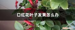 对红花叶子黄了怎么办 口红花叶子发黄怎么办