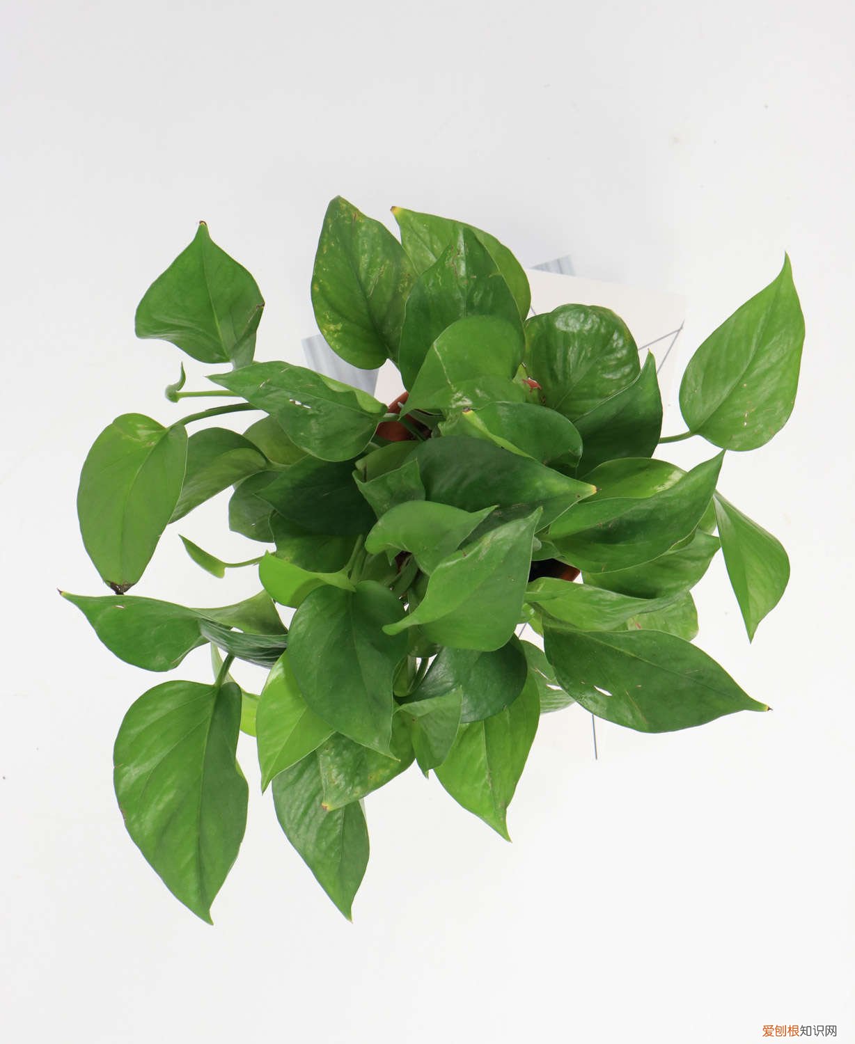 水培绿萝叶子发黄怎么办视频 水培绿萝叶子发黄怎么办