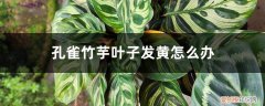 孔雀竹芋黄叶怎么回事 孔雀竹芋叶子发黄怎么办