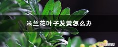 米兰花叶子有点黄,怎么办 米兰花叶子发黄怎么办