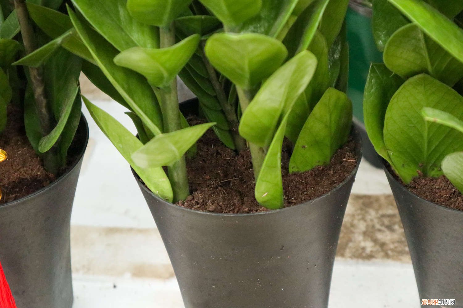 金钱树叶子发黄是什么原因根茎枯萎 金钱树叶子发黄是什么原因