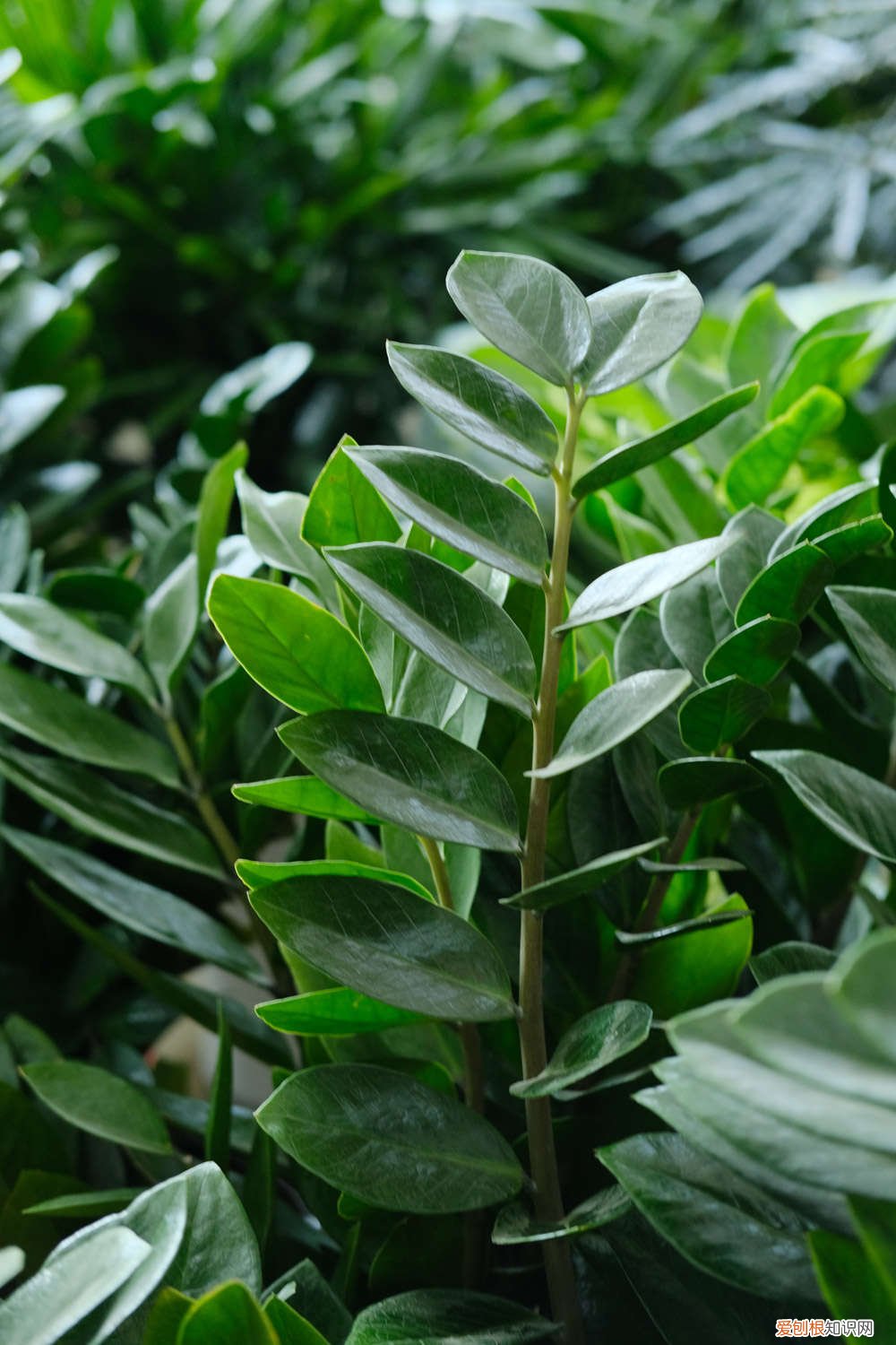 金钱树叶子发黄是什么原因根茎枯萎 金钱树叶子发黄是什么原因