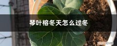 琴叶榕室外如何过冬 琴叶榕冬天怎么过冬，过冬技巧