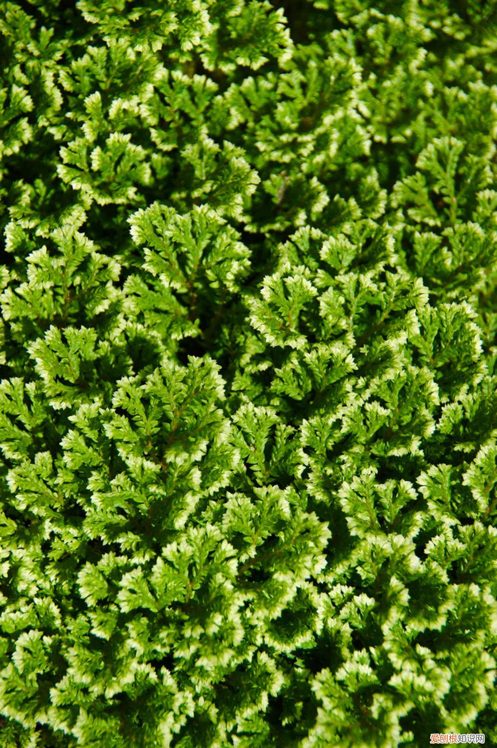 九死还魂草的养殖方法和注意事项 九死还魂草怎么养，怎么浇水