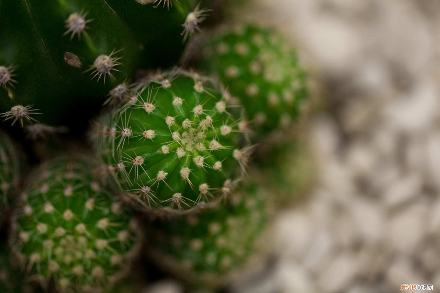 仙人球发黄了怎么办小妙招 仙人球发黄了怎么办