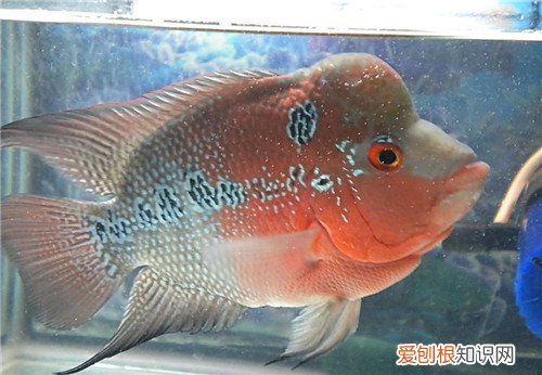 罗汉鱼起头有什么特点 罗汉鱼应该怎样选择呢