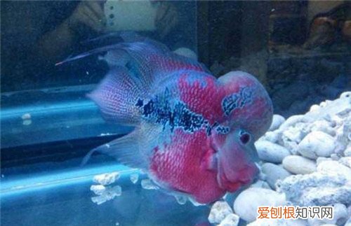 罗汉鱼起头有什么特点 罗汉鱼应该怎样选择呢