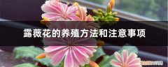 露薇花怎么养开花多 露薇花的养殖方法和注意事项