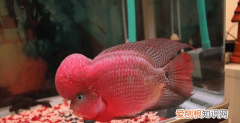 寿星鱼吃什么饲料寿星鱼的常见病害有哪些
