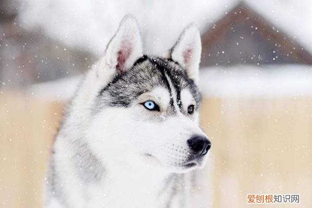 阿拉斯加雪橇犬是哈士奇吗 阿拉斯加雪橇犬是哈士奇吗
