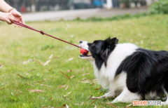 边牧犬来自哪个国家 边牧是哪个国家的狗