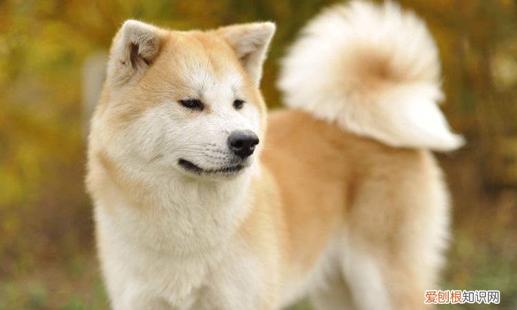 秋田犬是什么国家的 秋田犬是哪个国家的品种