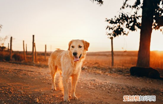 金毛是中型犬还是大型犬图片 金毛是中型犬还是大型犬