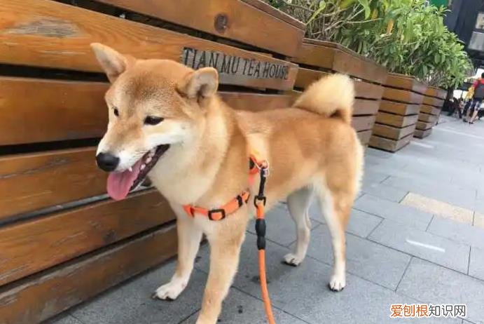 柴犬什么时候度过尴尬期 柴犬尴尬期是哪几个月