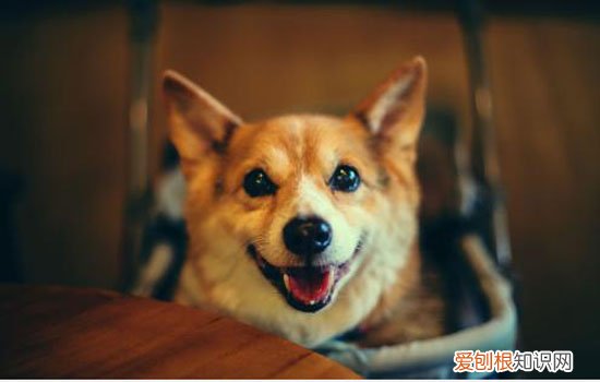 柯基为什么不能上下楼 柯基不能上下楼的原因