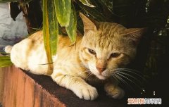 猫咪吃完化毛膏会呕吐是正常的吗 猫吃化毛膏后呕吐正常吗