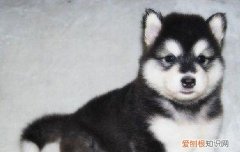 阿拉斯加是大型犬还是超大型犬 阿拉斯加是大型犬吗