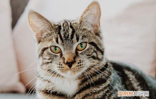 猫咪好喜欢喝水 猫咪爱喝水但精神很好