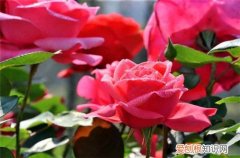 4月开什么花 4月的花海哪里更美