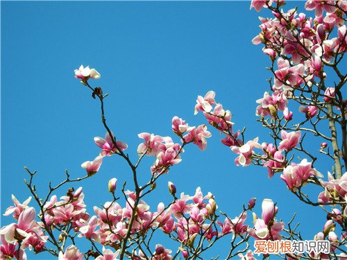 4月开什么花 4月的花海哪里更美